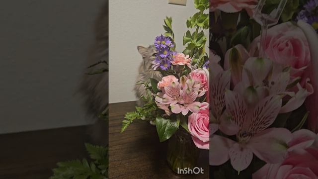 Мой Пушок часть 2