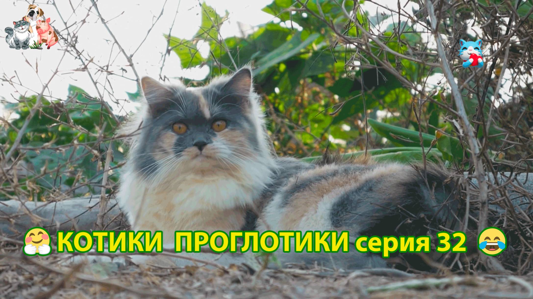 Котики-проглотики растут будущие птицеводы 🐈🐈😹 эпизод (32)