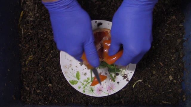 The EWWI Worm Bin February Update