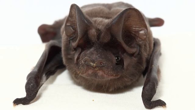 Baby Florida Bonneted Bat Facts