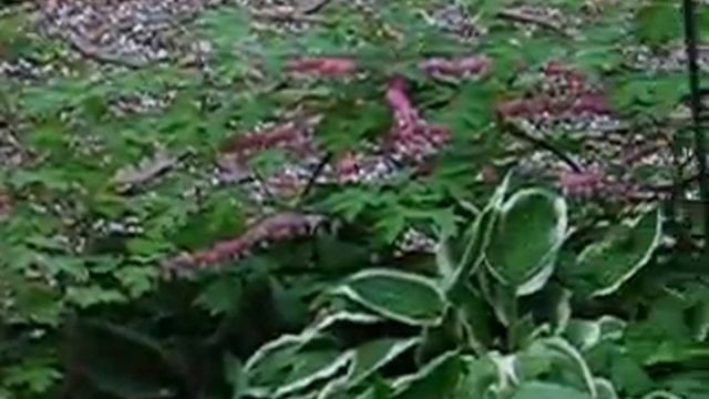 Hail at the Labyrinth Garden