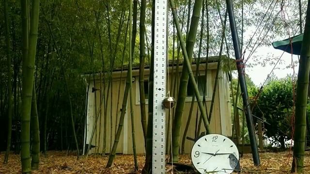 Watching Timber Bamboo grow