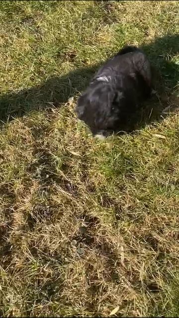 VID-20250217-WA0222.mp4