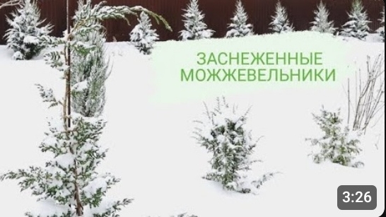 ЗАСНЕЖЕННЫЕ МОЖЖЕВЕЛЬНИКИ. 3.12.2023г. БЕЛАРУСЬ, ГОМЕЛЬСКАЯ ОБЛАСТЬ