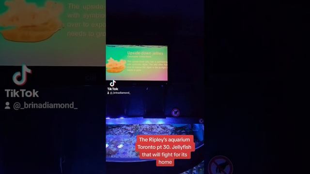 The Ripley's aquarium Toronto pt 30. The Moon Jellyfish and the upsidedown jellyfish. #moonjellyfis