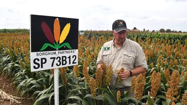 Sorghum Partners ® Product Video- SP 73B12