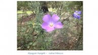 Maranoa Gardens in Melbourne Australia - Preview - Nov 2018