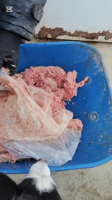 Фарш разморозился. Покормили весь приют