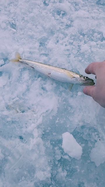 Вот так ловят корюшку в Магадане на самодуры!🎣🐟💙 #nastikae #fishing #рыбалка #корюшка