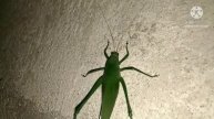 BIG GREEN KATYDID~Garden Pest