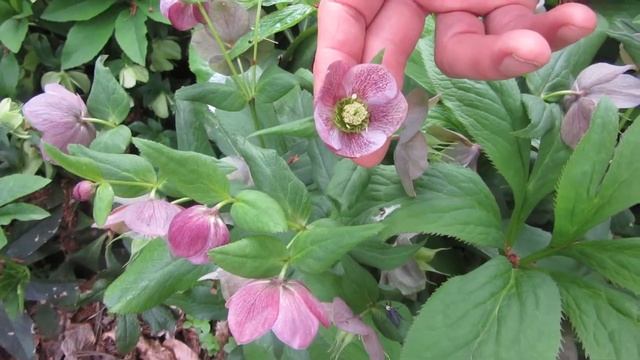 Growing Gardens: Hellebores, Winter's Charmers