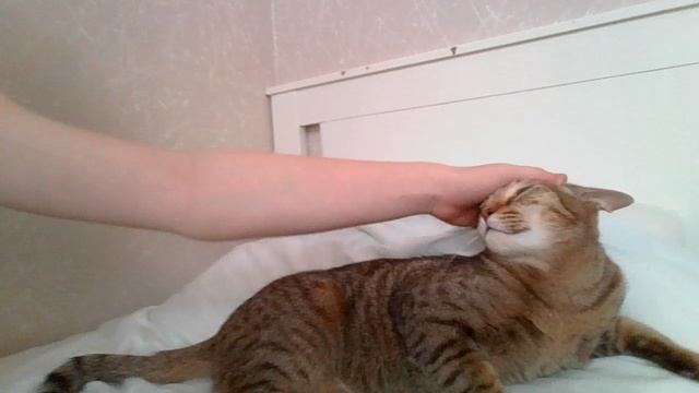 Охота на кота или на оборот!😉😉🤣🤣