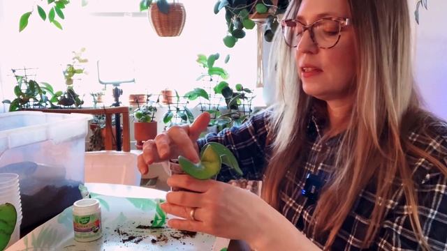 Plant Care Day! | Hoya Obovata Variegata | checking for root rot and propagating