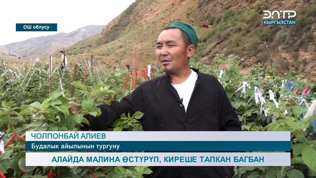 АЛАЙДА МАЛИНА ӨСТҮРҮП, КИРЕШЕ ТАПКАН БАГБАН