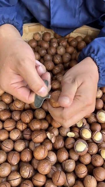 Awesome Macadamia nut trees! Satisfying Harvesting most expensive nuts. Macadamia 🥔