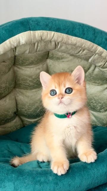 Мальчик из помета R