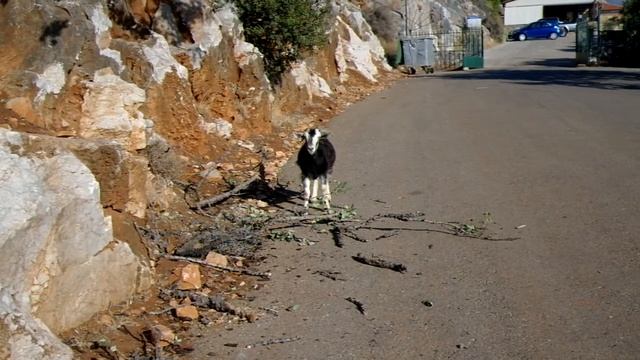 Критские козы