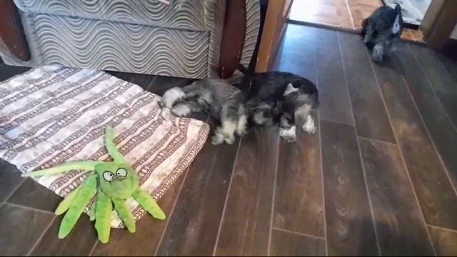 Тертый Калач и Та еще Штучка играют вместе