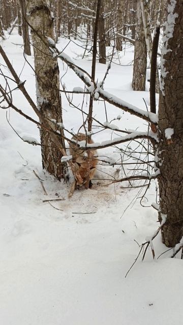 Живая лиса в петле.