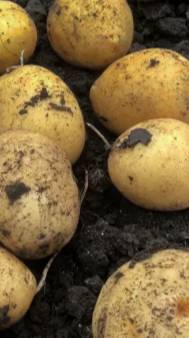 Всегда отличный урожай картошки с таким способом посадки.