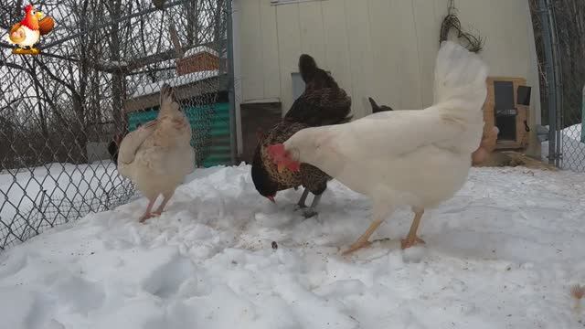 Суета кур несушек на снегу при ускоренной съемке (1)