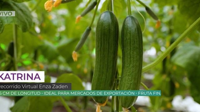 AHERNTV Recorrido Virtual Enza Zaden Expo AgroAlimentaria 2020