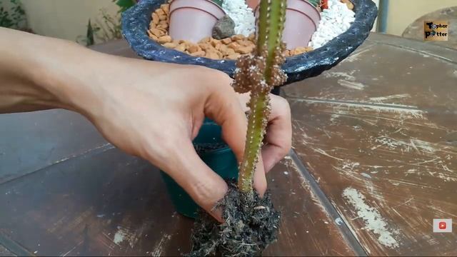 HOW TO PROPAGATE FAIRY CASTLE CACTUS (Simple and Easy)
