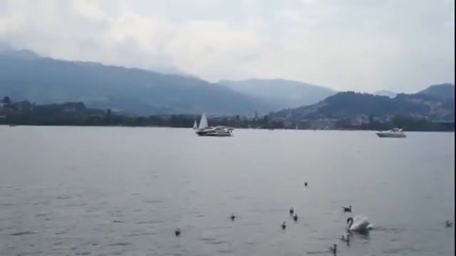 Люцерн   Утки лебеди