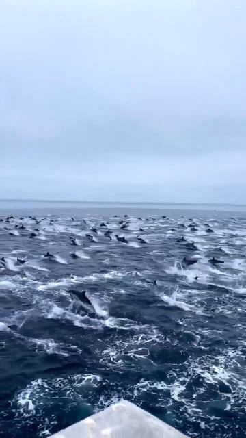 Видео от Телеграмма