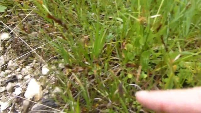 Sumpf-Herzblatt (Parnassia palustris)