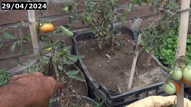 Tamatar plant ke sukhne ki vajah