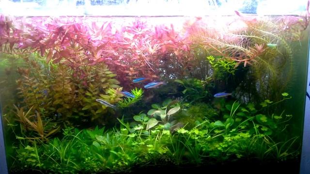 Overgrown rotala macrandra
