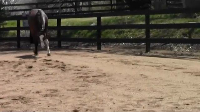 **SOLD** 2013 AQHA/APHA Bay Overo Filly