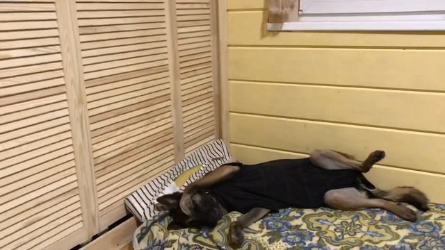 Малина дома