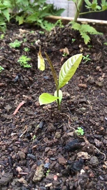 1 ano 2 mês pra nascer pé de castanha do Pará