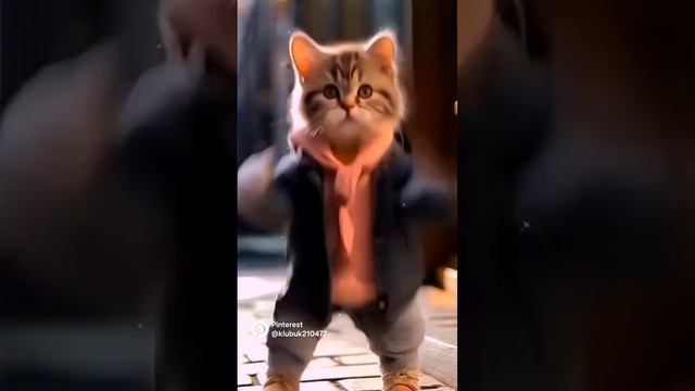 💥💥КОТИК ТАНЦУЕТ 💥💥