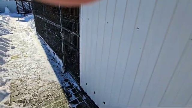 Голубятня с почтовыми голубями