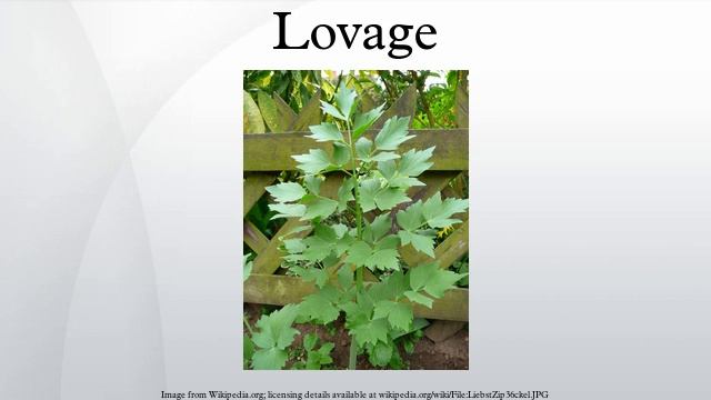 Lovage