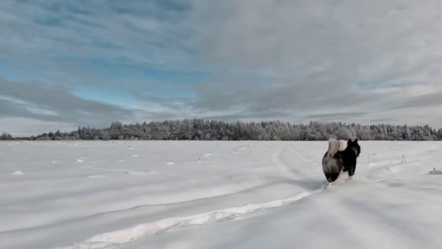 потап