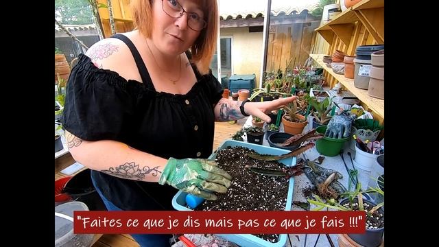 Bla Bla plante #22🌿 Sauvetage et rempotage🌿 Comment faire repartir un Ceropegia Woodii | Euphorbes🌵