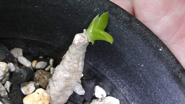 【多肉植物】根挿しから芽が出た！ターンテーブルでレモネード ！ English subtitles How to grow Succulents Haworthia  ハオルチア　ビザールプランツ