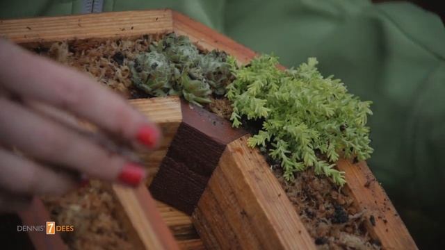 Planting up Living Letters with Succulents