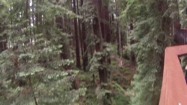 2022 Summer Vacation Sequoia Park Zoo Redwood National Park Part 2