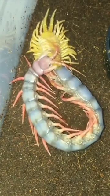 Giant centipede sheds 😳🤯