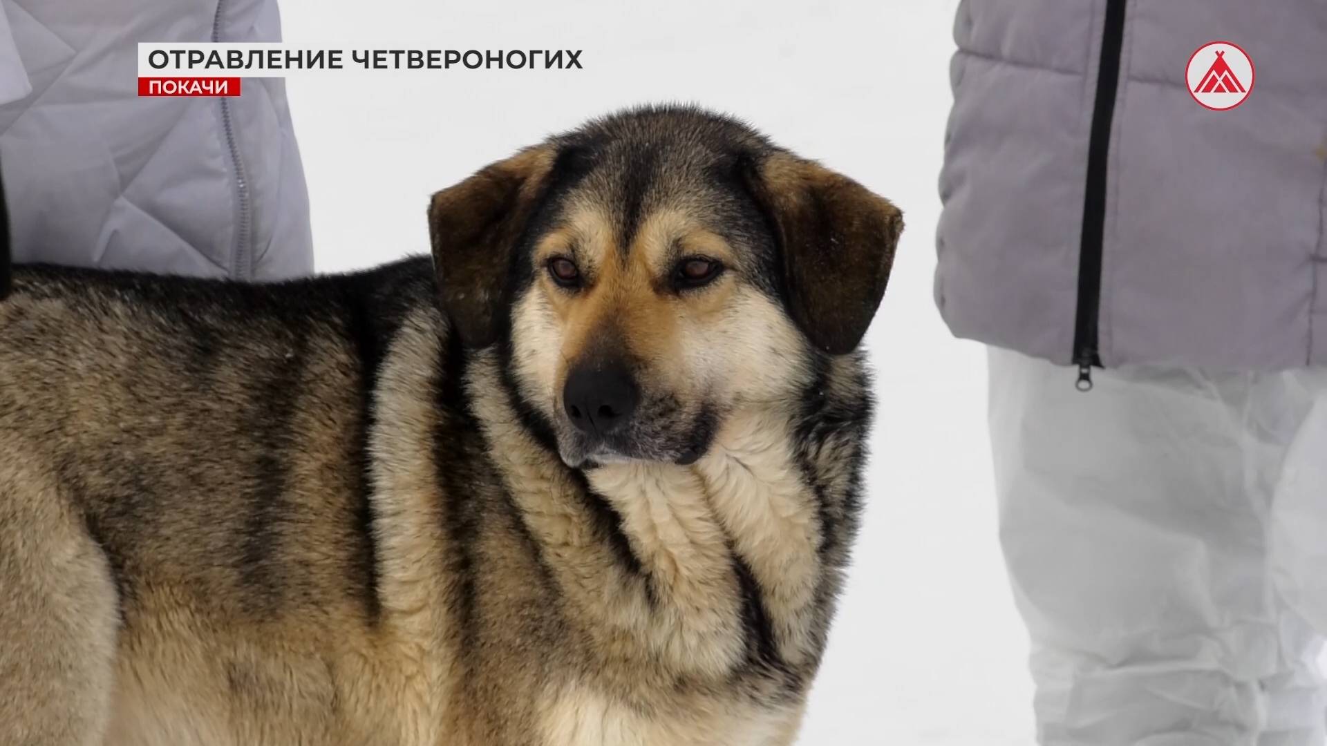 Бездомные собаки были отравлены?