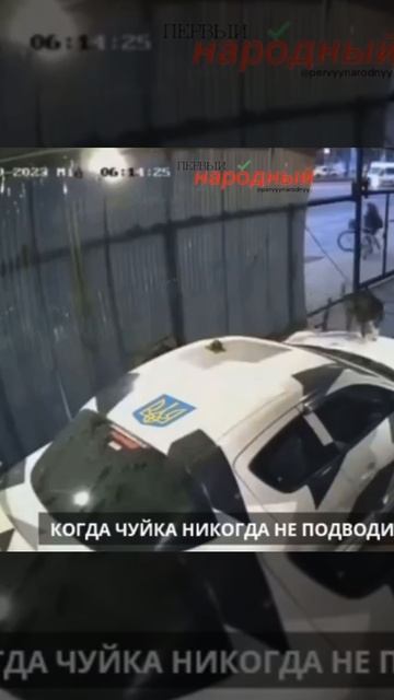 Умная собака 🇷🇺