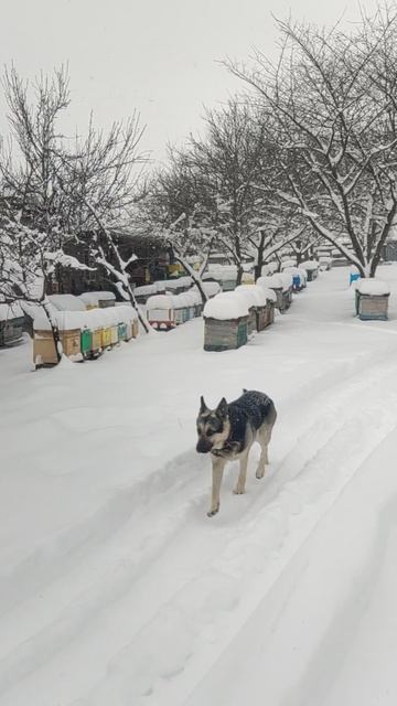 Зима на пасеке