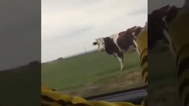 Умный корова