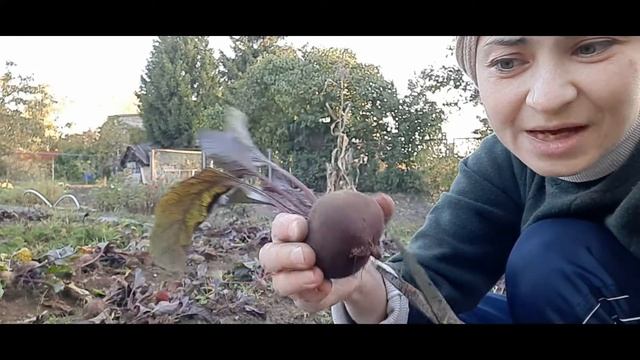 Дачный сезон Сбор урожая Из чего состоит сбор урожая?