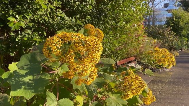 How to grow Roldana petasitis: another sensational winter flowering plant from Mexico!